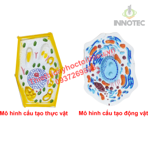 Cấu Tạo Của Tế Bào Động Vật Và Tế Bào Thực Vật